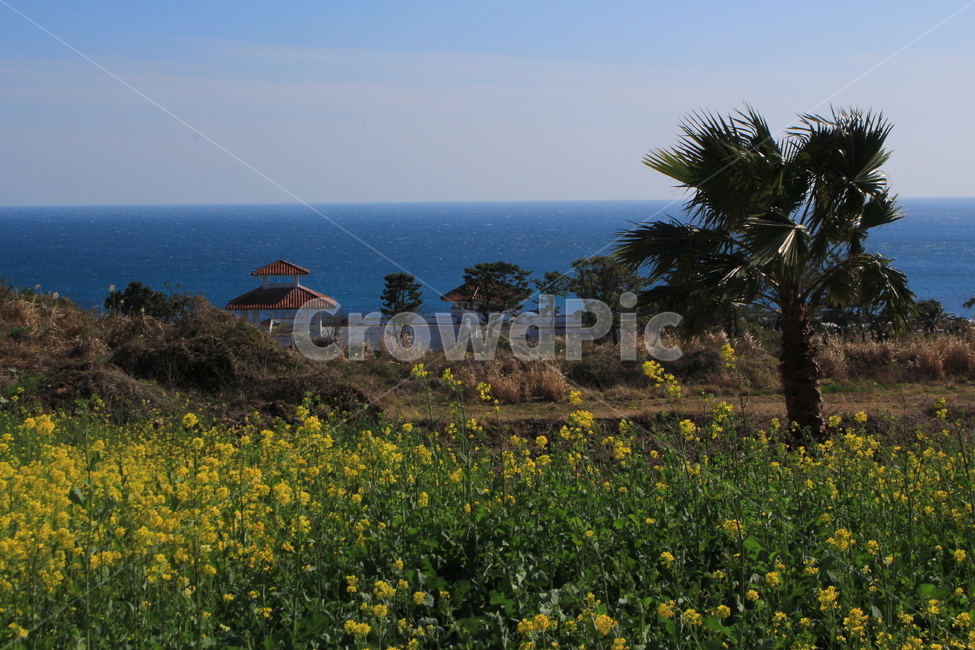 꽃,유채꽃,제주도,바다,들꽃,자연,자연,풍경,nature,landscape,식물,plants,꽃,flower,outdoors,옥외,grassland,목초지,field,들