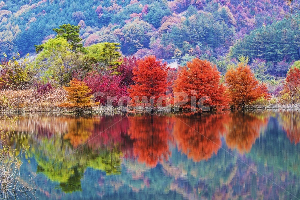 전북,진안,용담호,용담댐,용담호추색,가을,만추,추색,계절,추경,경치,경관,풍경,nature,자연,outdoors,옥외,landscape,scenery,water,물,plant,식물,tree,나무,maple,단풍,가을,계절,fall,autumn,season,자연,풍경,nature,landscape