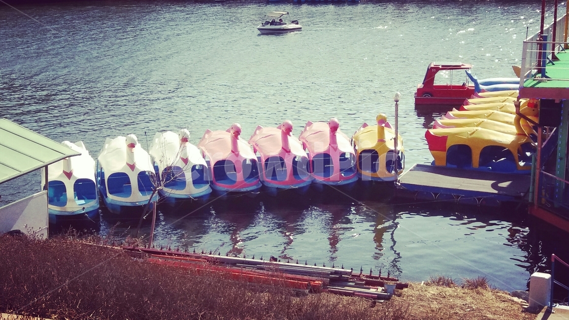 transportation,교통,선박,watercraft,오리배,관광
