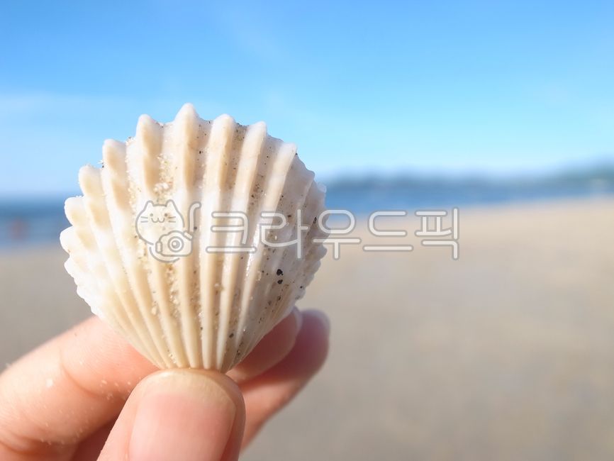 summer sea,Beach,ocean,seashell,clam,summer