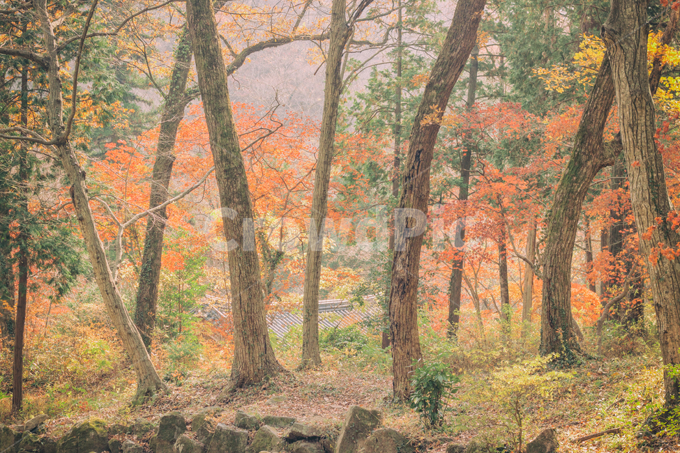 가을,계절,나무,단풍,낙옆,은행,은행나무,자연,풍경,fall,autumn,tree,seasons,maple,nature,landscape,숲,forest,가을,계절,fall,autumn,season,식물,자연,plants,nature,나무,trees,wood,plant,tree trunk,나무 줄기