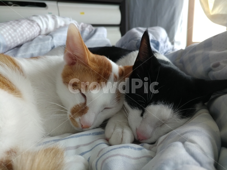 고양이,반려동물,귀욤,졸음,꿀,동물,animal,포유류,mammal,고양이,cat,kitten,kitty