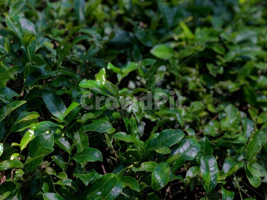 녹차,초록색,잎,식물,차나무,leaf,green,greentea,싱그러움,5월
