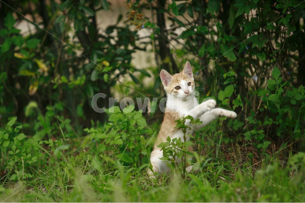 동물,고양이,길고양이,자연,냐옹이,동물,animal,포유류,mammal,고양이,cat,kitten,kitty