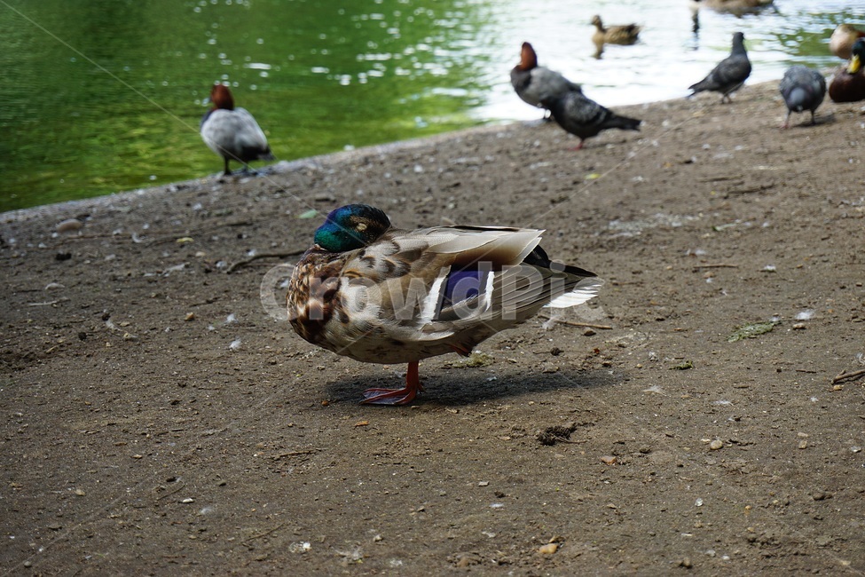 animal,동물,bird,새,청둥오리,오리