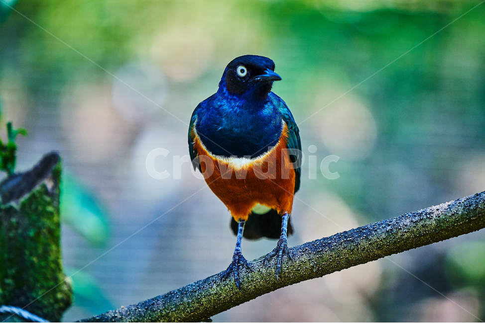 새,조류,깃털,부리,아름다운,동물,animal,조류,새,birds
