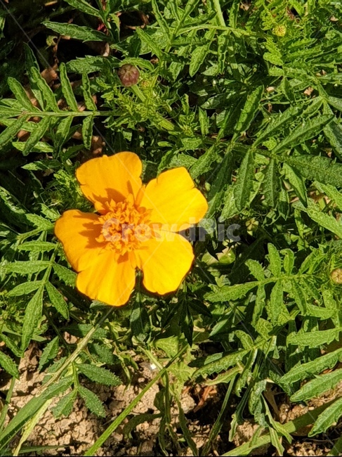 plant,식물,꽃,노란꽃,꽃잎,식물,자연,plants,nature