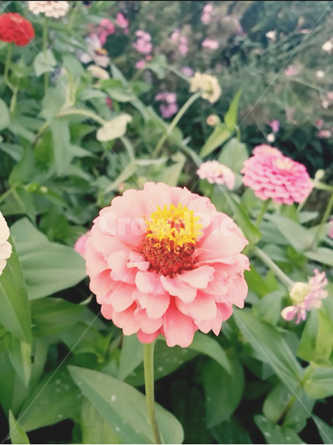 풀,자연,식물,꽃한송이,분홍꽃,꽃,봄,화단,마당,조경,식물,자연,plants,nature,꽃,flower