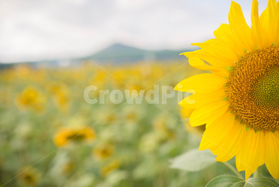 해바라기,sunflower,꽃,꽃밭,노랑,노란색,yellow,green,초록색,하늘,구름,cloud,sky,blue,하늘색,초록,여름,summer