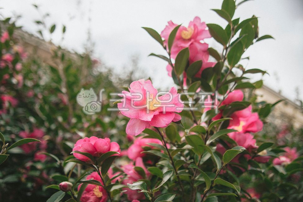 동백,동백꽃,카멜리아,camellia,겨울꽃,옥외,plant,식물,flower,꽃,꽃잎,blossom,동백나무,나무,식물,자연,plants,nature,꽃,flower