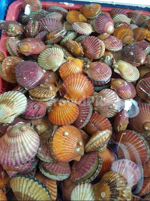조개,단풍조개,가을,단풍색,단풍색조개,시장,마트,마켓,market,mart,market place,음식,식재료,요리,food,cook,meal,dishes,food reserves,수산물,해산물,fishery products,seafood