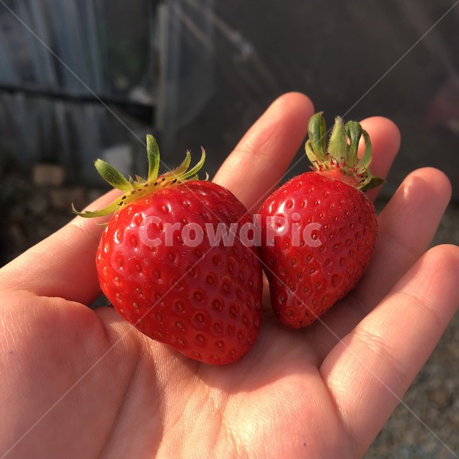 딸기,귀여운딸기,싱싱한딸기,햇살딸기,예쁜딸기,채소,야채,vegetables
