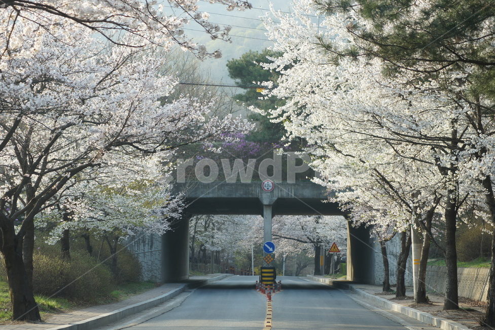 4월,터널,꽃,벗꽃,꽃터널,봄,계절,spring,season,자연,풍경,nature,landscape,plant,식물,cherry blossom,벚꽃,flower,blossom,asphalt,아스팔트,road,도로