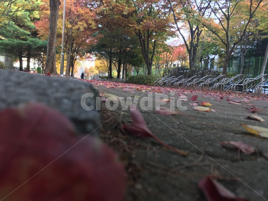 가을,단풍,쌀쌀,춥다,공원