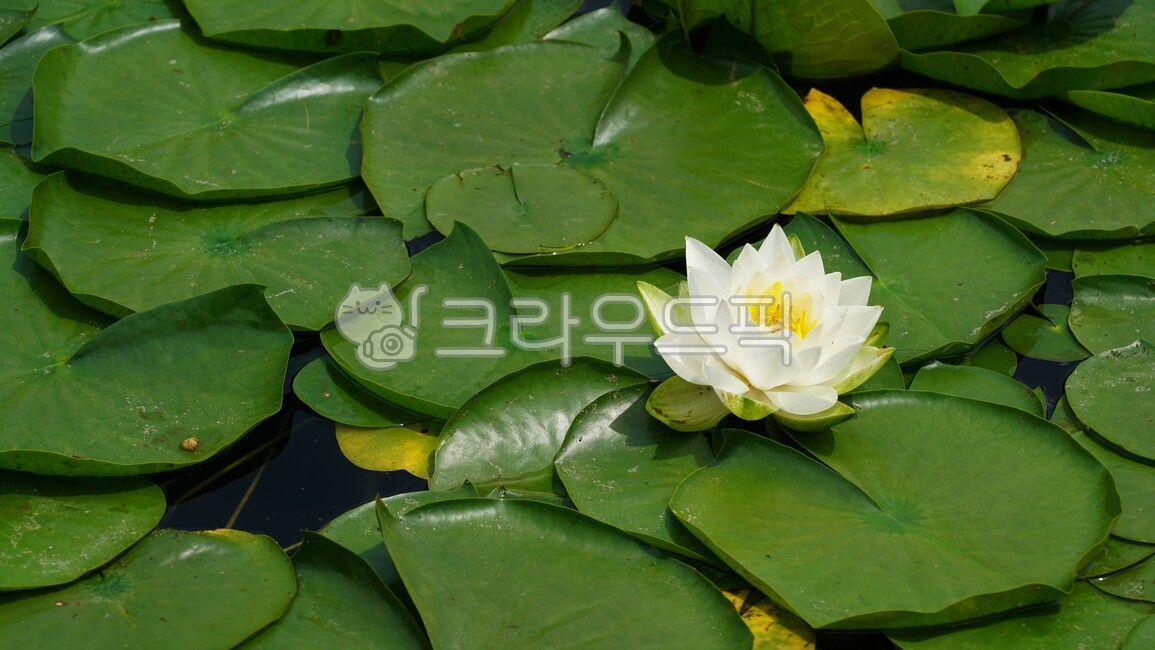 수련, 연꽃, 연화, 연못, 수생식물, 사진,이미지,일러스트,캘리그라피 - BUSAN OPPA작가