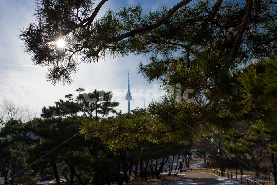 남산,소나무,남산풍경,남산타워,풍경