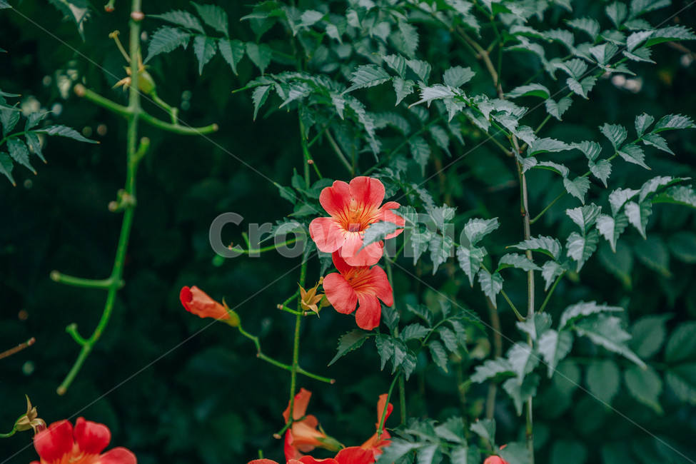 자연,식물,꽃,flower,능소화,아름다운,식물,자연,plants,nature,꽃,flower