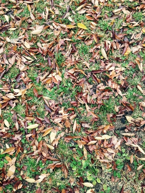 낙엽,나뭇잎,풀,초록갈색,초록색,갈색,식물,자연,plants,nature,가을,계절,fall,autumn,season,ground,바닥