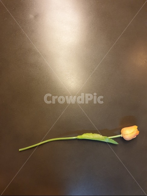 꽃,장미한송이,카페,테이블위장미,flower,coffee,cafe