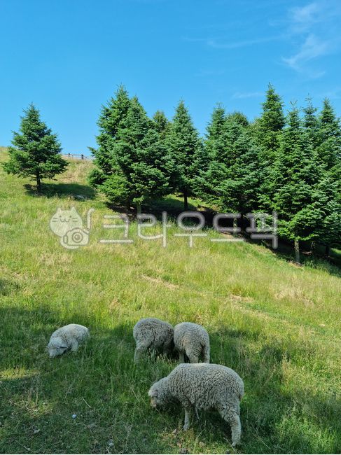 grazing,trees,summer,sheep ranch,mountain,plants,grass,livestock,pine trees,farm,animals,pasture,meadow,sheep,sky,green,nature,hill,conifers,grass field,blue,mammals,field,daegwallyeong,daytime,lawn