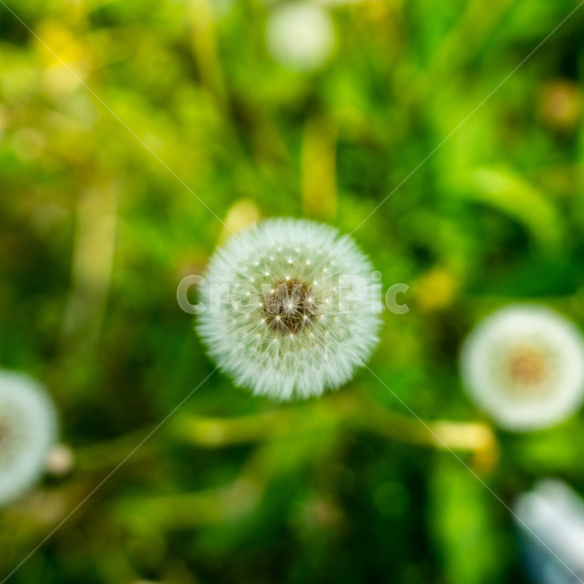 민들레,홀씨,민들레홀씨,식물,plants,꽃,flower,자연,nature