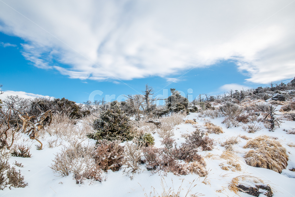 한라산,제주도,영실코스,구름,설산,산정상,제주오름,파란하늘,겨울,계절,winter,season,자연,풍경,nature,landscape,tree,나무,plant,식물,fir,전나무