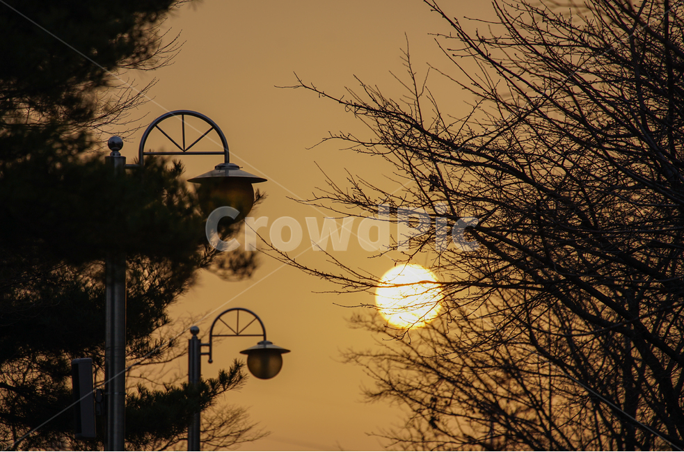 태양,해,가로등,나무,아침,자연,풍경,nature,landscape,lamp post,램프 포스트