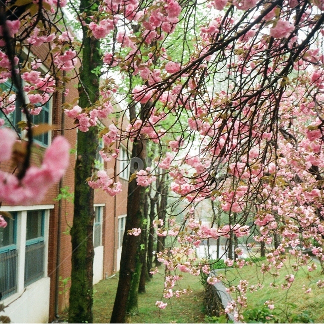 겹벚꽃,왕벚꽃,벚꽃,봄,벚꽃나무,왕벚꽃나무,겹벚꽃나무,나무,경상대학교,경상대,자연,꽃,풍경,봄,계절,spring,season,식물,자연,plants,nature,꽃,flower,plant,outdoors,옥외,garden,정원,blossom