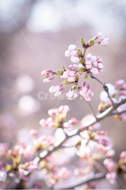 봄,벚꽃,봄날,따뜻함,예쁜꽃,봄꽃,plant,식물,flower,blossom,꽃