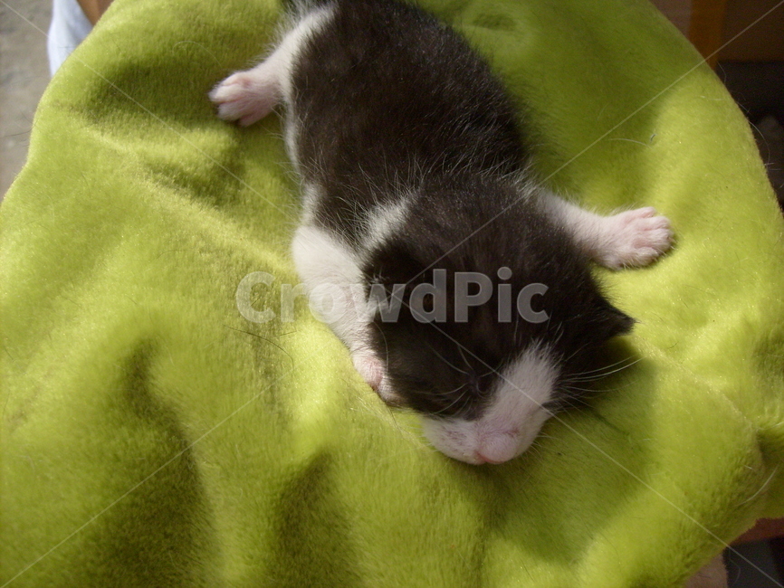 고양이,길고양이,새끼고양이,코숏,도둑고양이,가르마탄고양이,공터,뒤뜰,어린고양이,어린동물,아기고양이,동물,animal,포유류,mammal,고양이,cat,kitten,kitty