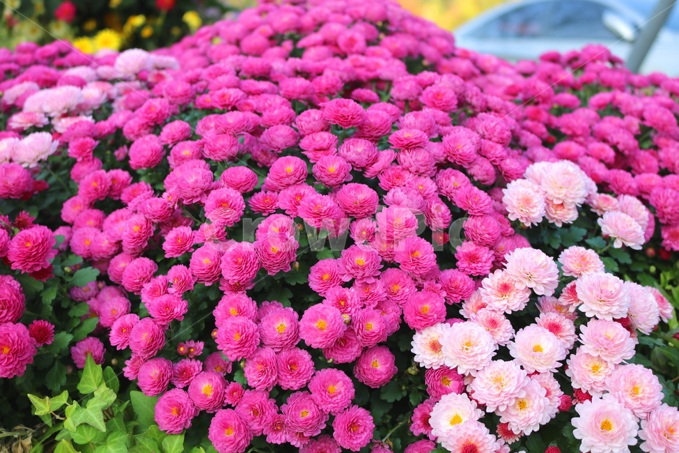 꽃,국화,국화꽃,식물,야생화,소국화,원예,분홍꽃,분홍색꽃,식물,자연,plants,nature,꽃,flower
