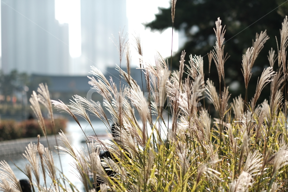 가을,갈대,풍경,식물,수풀,가을,계절,fall,autumn,season,grass,잔디,plant,lawn,reed