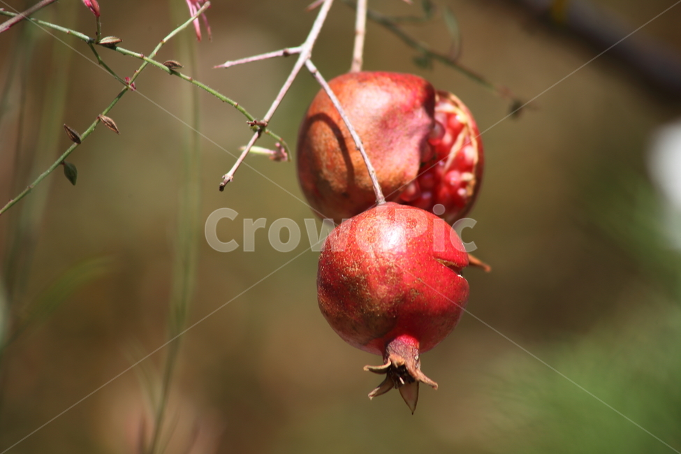 석류,열매,과일,식물,pomegranate,fruit,식물,자연,plants,nature,과일,열매,fruit