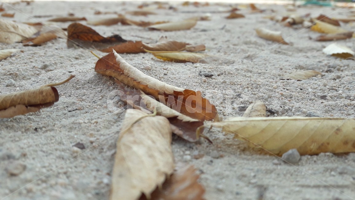 낙엽,가을,fall,자연,식물