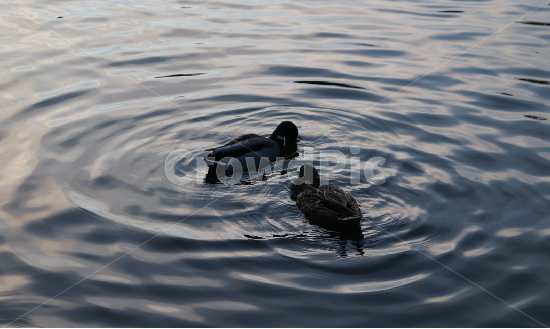 water,리플,animal,물,outdoors,동물,bird,옥외,새,ripple