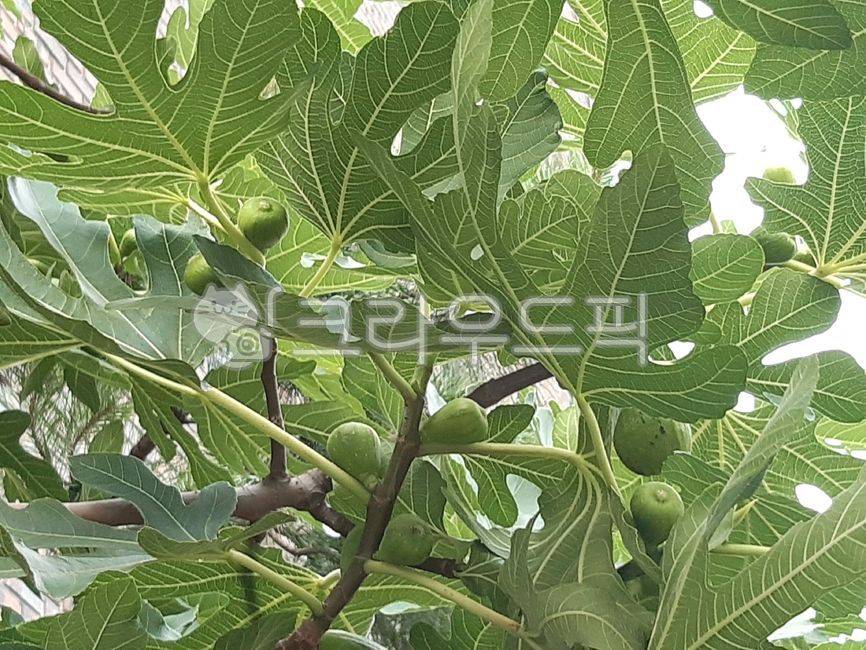 FIG,fruit tree,fig,plant,fig tree