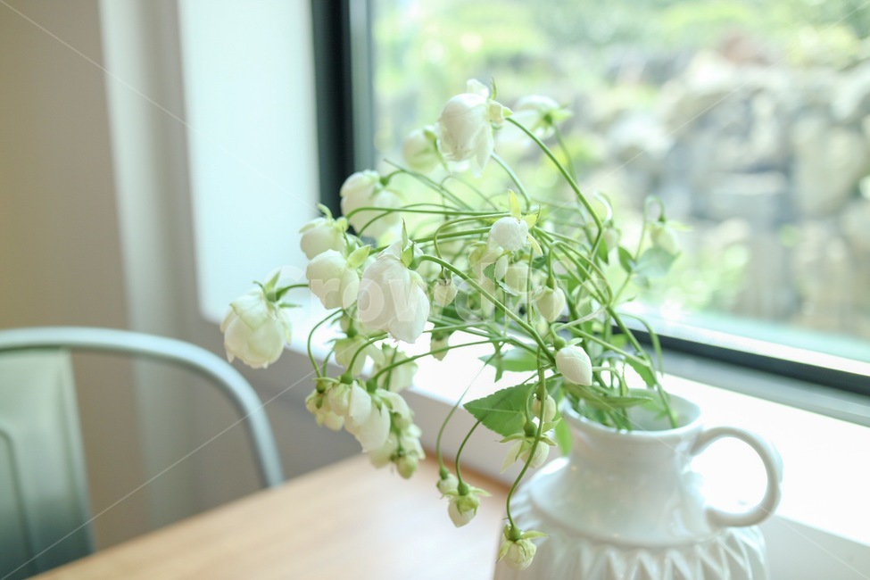 꽃,화병,테이블,인테리어,감성,색감,그린,식물,자연,plants,nature,꽃,flower,실내용화초,화분,화초,house plant