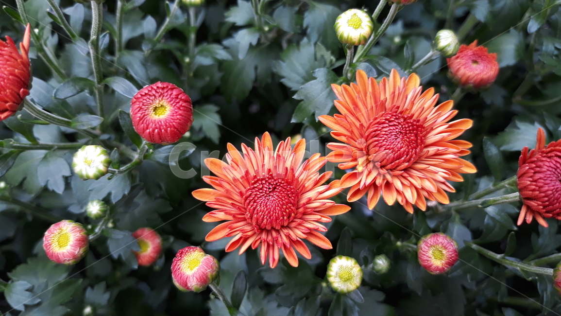 꽃,flower,blossom,식물,plant,자연,국화,주황색꽃,주황,주황색국화,꽃봉오리,국화꽃,국화꽃꽃봉오리,꽃근접,식물,자연,plants,nature,꽃,flower