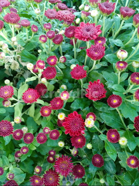 국화,菊花,식물,다년생초본식물,소국,plant,flower,blossom,가을꽃,식물,자연,plants,nature,꽃,flower