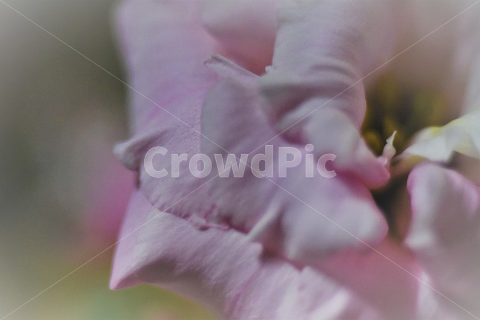 꽃,season,나들이,자연,감성,flower,장미,식물,봄,계절,접사