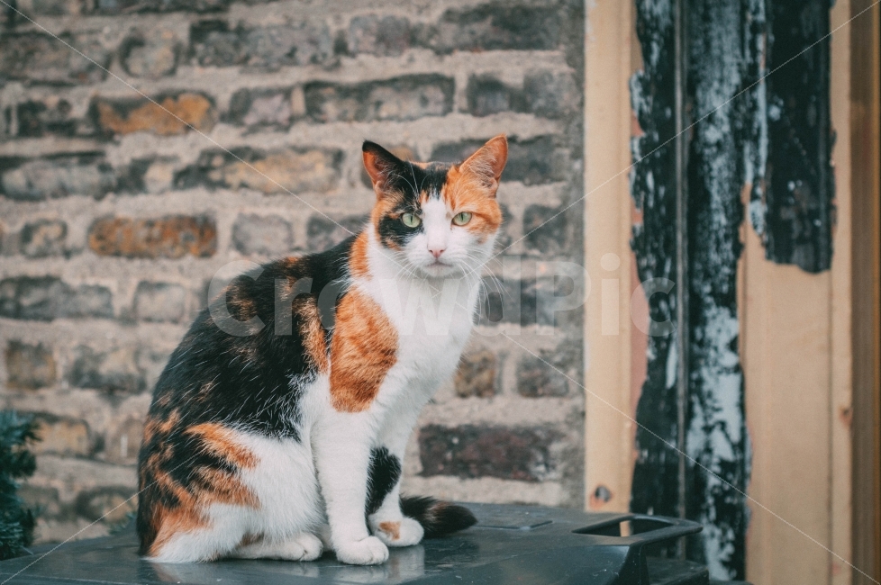 고양이,아일랜드,더블린,감성,길냥이,동물,animal,포유류,mammal,고양이,cat,kitten,kitty