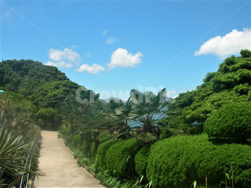 해상식물공원,외도,거제도,식물,plant,초목,vegetation,옥외,outdoors,자연,nature,맑음,여름