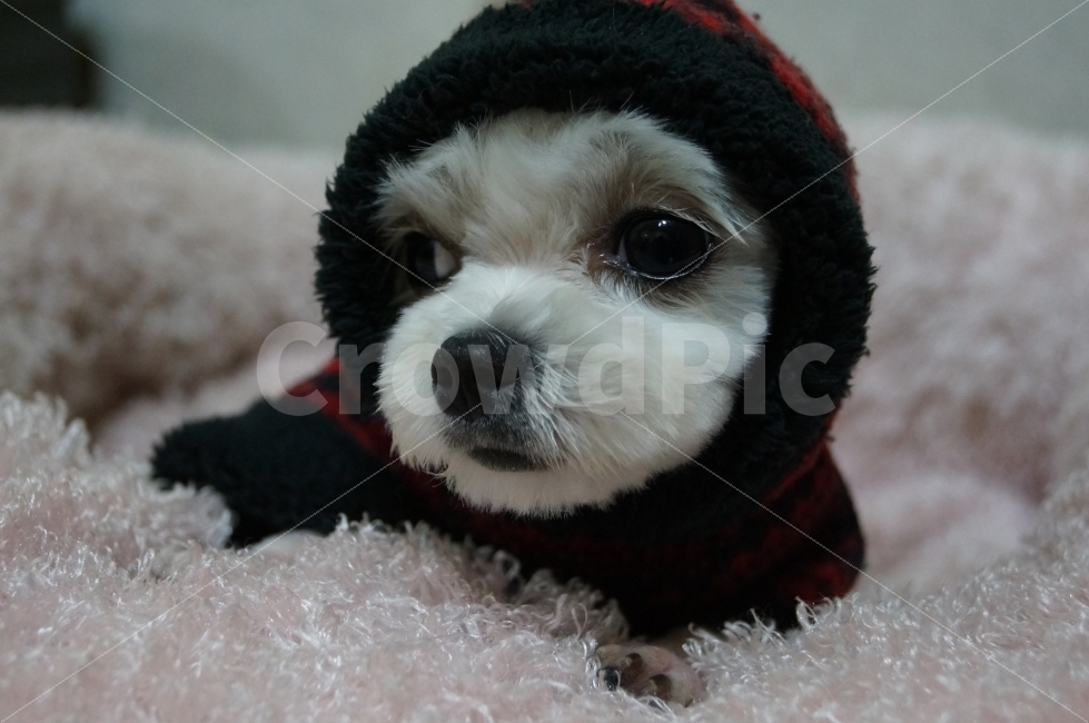 애견,애견포토,애견사진,강아지,반려견,동물,animal,포유류,mammal,개,강아지,dog,doggy