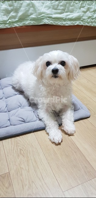 강아지,몰티즈,말티즈,댕댕이,멍멍이,귀여운강아지,개,동글동글