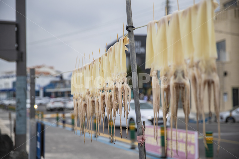 오징어,울릉도,제주도,길,먹거리,수산물,해산물,fishery products,seafood
