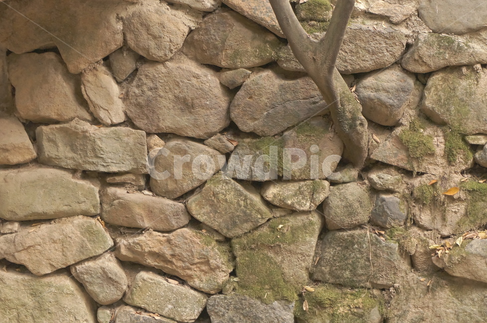 돌담,stonewall,나무줄기,trunk,돌,이끼,traditional,감성