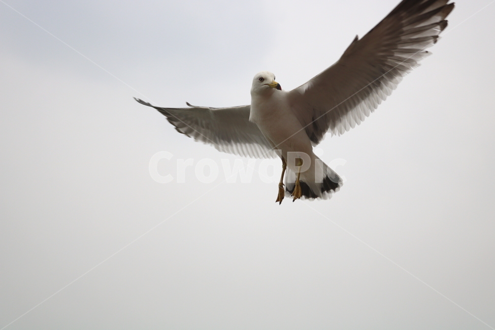 갈매기,새,조류,동물,하늘,동물,animal,조류,새,birds