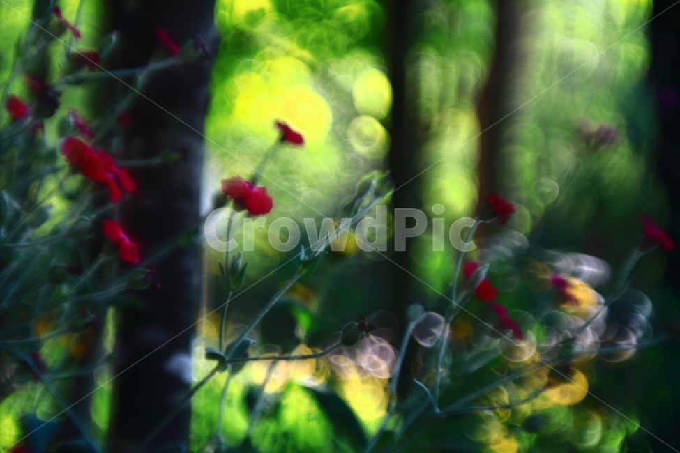 꽃,flower,식물,빨강,초록,화단,노랑,공원,휴식,들꽃,보케,식물,자연,plants,nature,꽃,flower