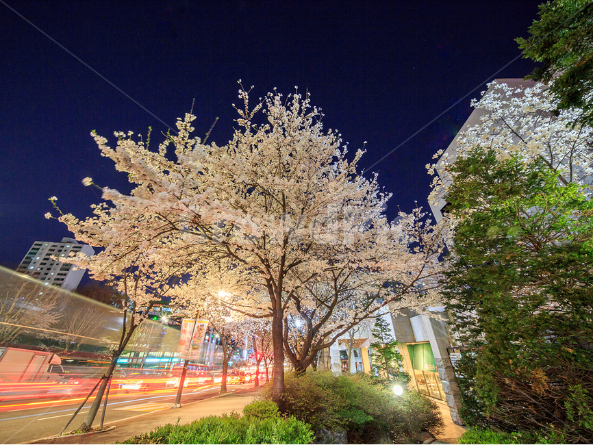 가로수,벚꽃,야경,맑은날,봄,봄,계절,spring,season,야경,밤,풍경,nightscape,night,landscape,도시,city,한국도시풍경,한국도시경관,korea cityscape,식물,자연,plants,nature,나무,trees,wood,plant