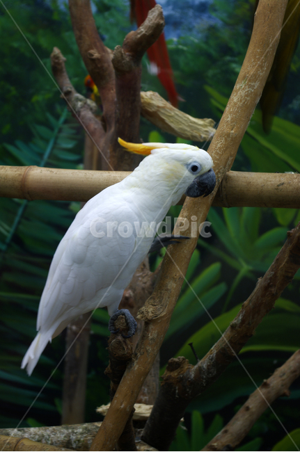 새,조류,앵무새,color,bird,동물,animal,조류,새,birds